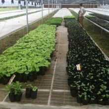 小馬蔬果配送 新鮮蔬菜直達(dá)餐桌的便捷之選