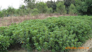 農苗網 一站式綠化苗木采購平臺，海桐球、海棠球工程苗指導價與廠商盡在掌握